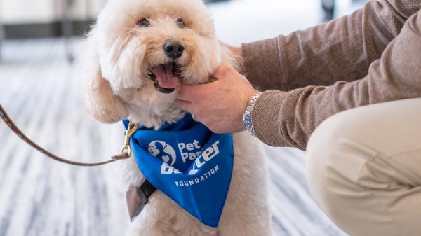 Pet Partners therapy dog wearing Baxter bandana